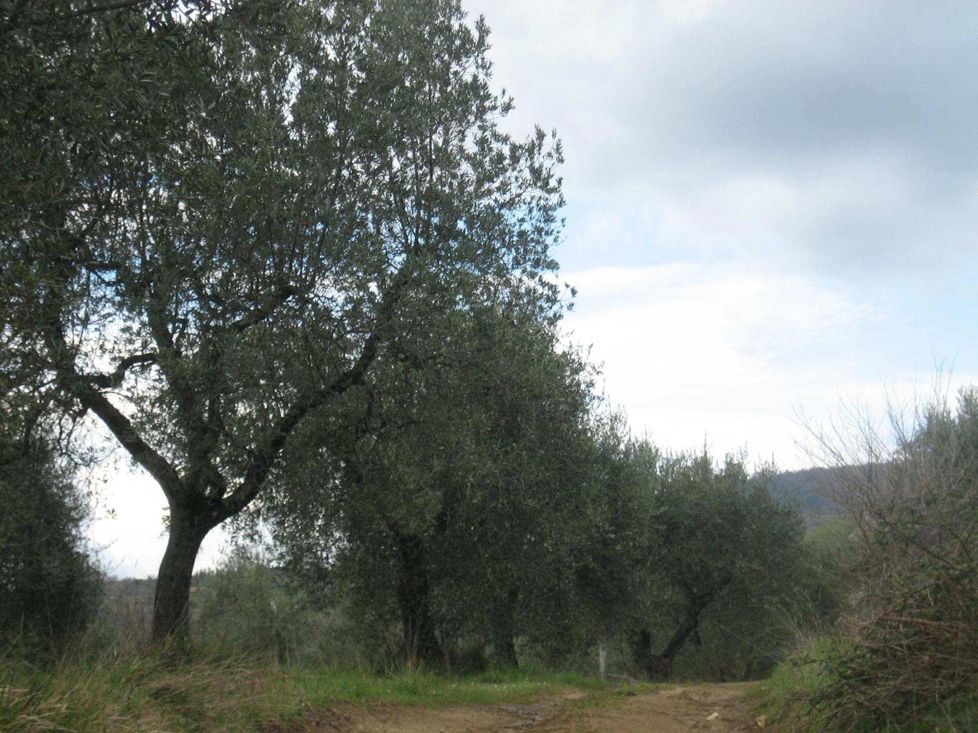 Agriturismo Casa Fibbianello Semproniano Zewnętrze zdjęcie